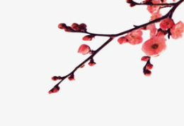 一枝梅网红,网络红人的崛起与影响力